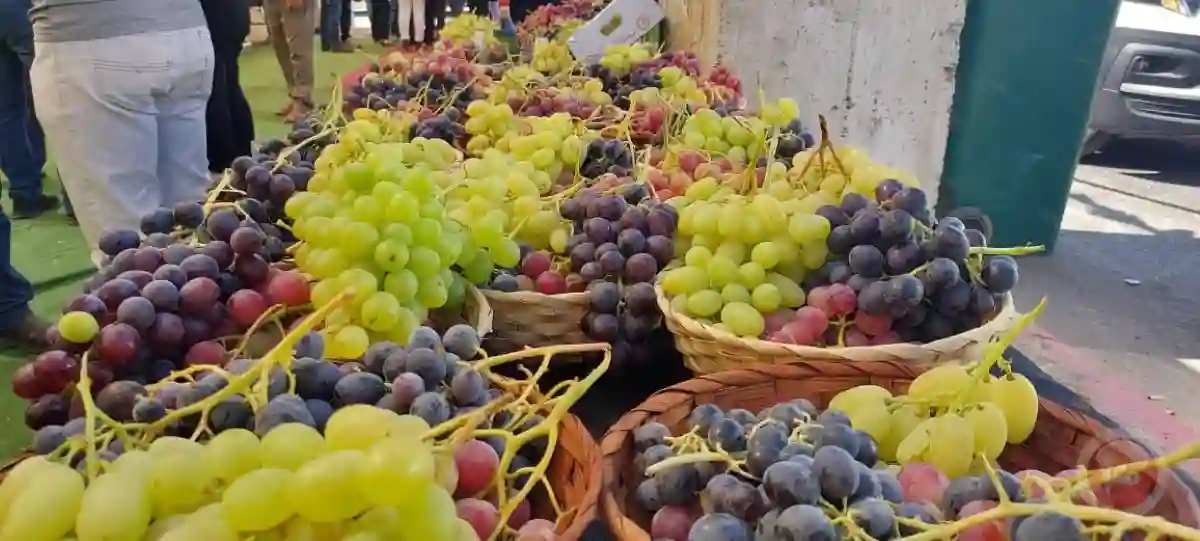 العنب في أسواق المملكة