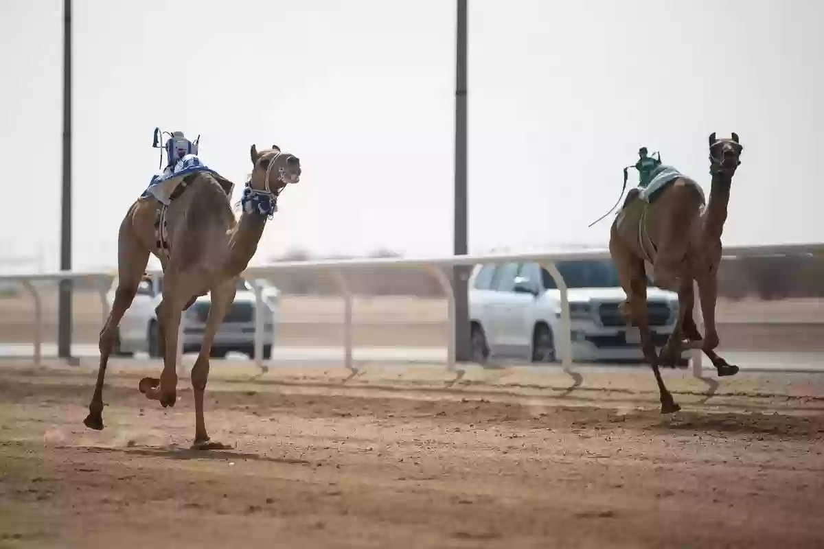 احدى مباريات الاتحاد السعودي للهجن