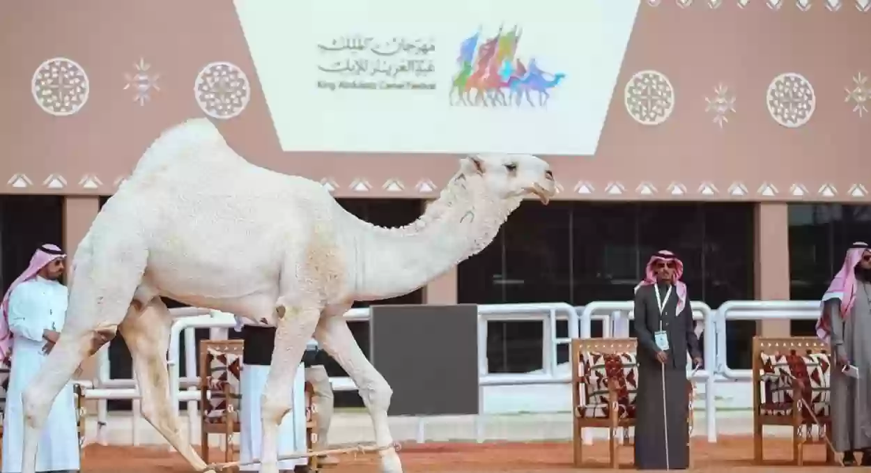 معرض مطايا في مهرجان الملك عبد العزيز للإبل 