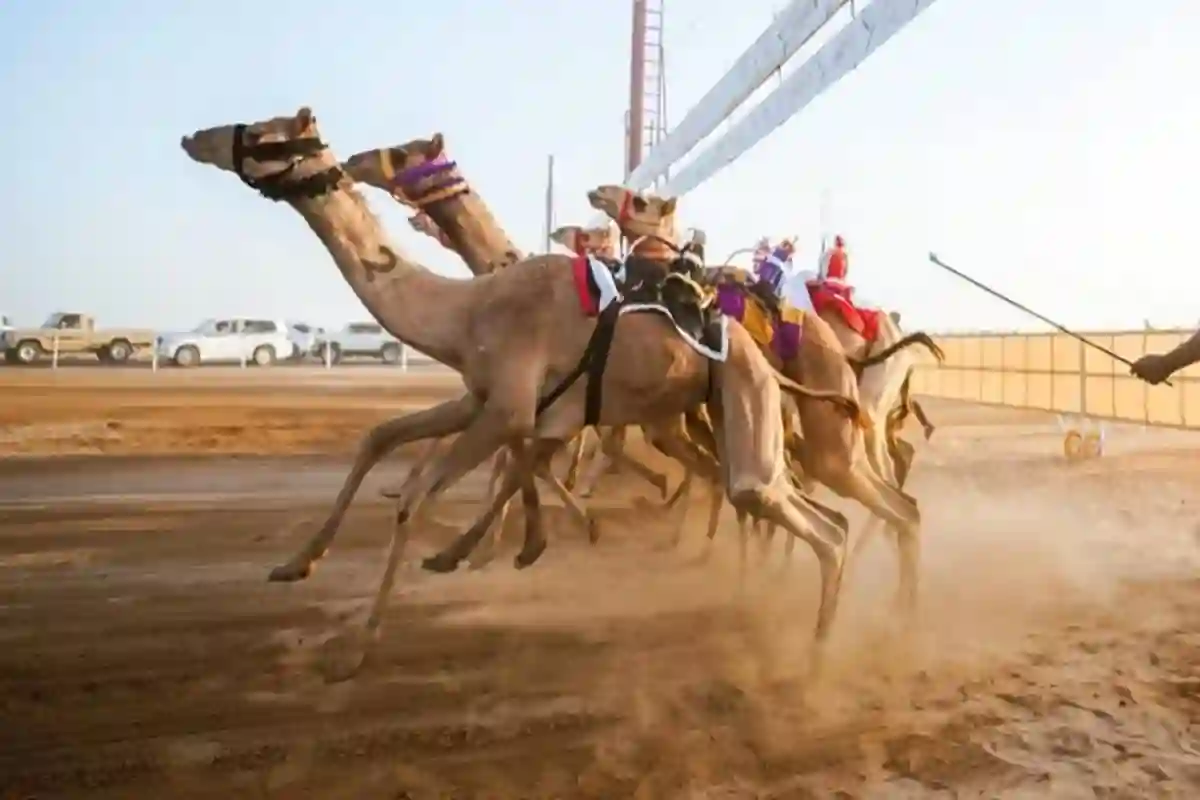 ميدان الهجن بنجران