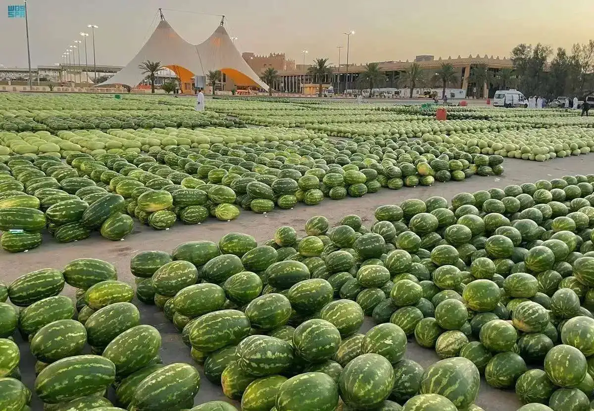 انتاج بريدة من البطيخ يعد الأعلى