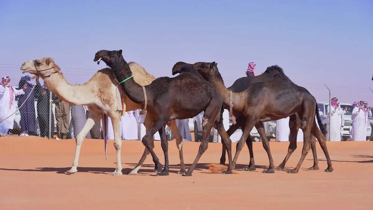 نتائج مزاين الملك عبد العزيز