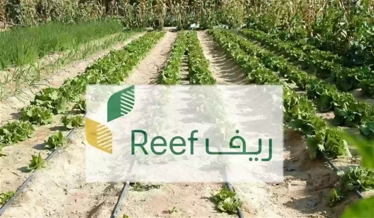 من الذي يستحق الدعم الريفي؟! شروط الدعم الريفي والفئات المستحقة